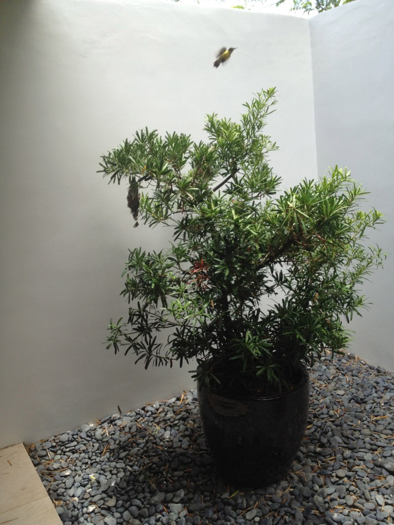 The little bird is flying away at the top of the frame. I was scared to get too close.