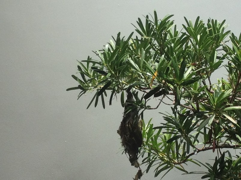 The nest, 80% complete