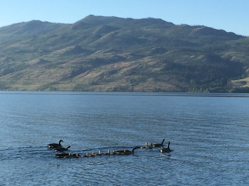 It wouldn't have been a proper trip back without a sighting of Canada Geese.
