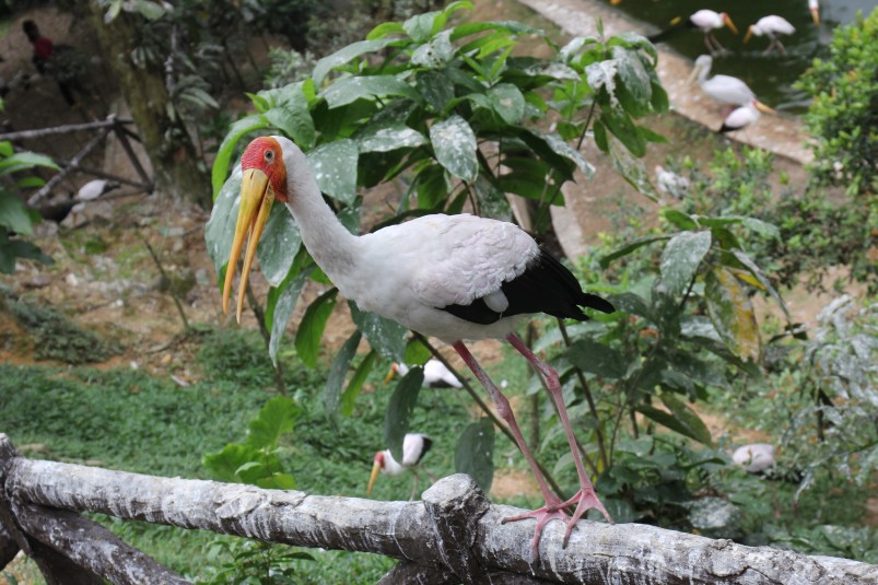 These guys were everywhere - I think a type of Heron.