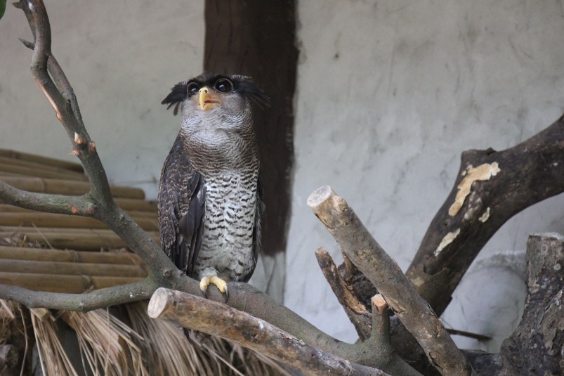 There were a few different types of owls - this was amy favourite.