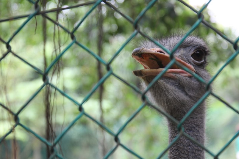 This ostrich was so huge it freaked us out.