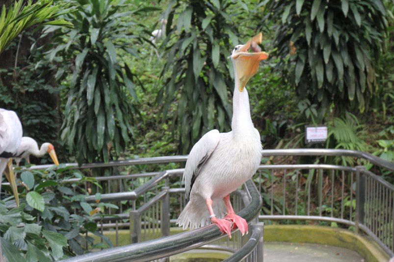The pelican was having a bit of trouble swallowing the fish.